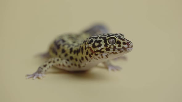 Leopard Gecko Standard Form Eublepharis Macularius on a Beige Background alt