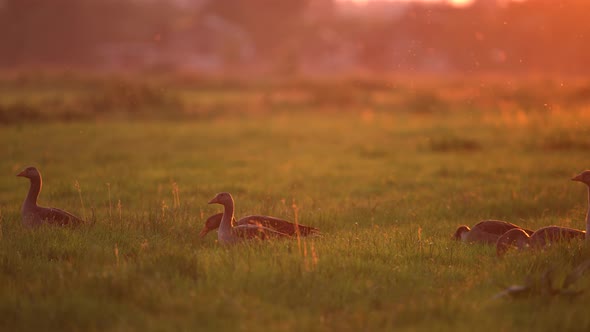 Flock of geese walk in line in front of camera backlit by pink sunset - static alt