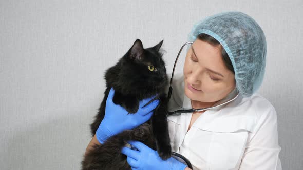 Woman Veterinarian Listens with a Phonendoscope to a Beautiful Black Cat alt