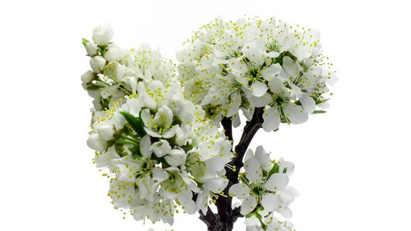Cherry-tree flowers blooming, Time-lapse with white background