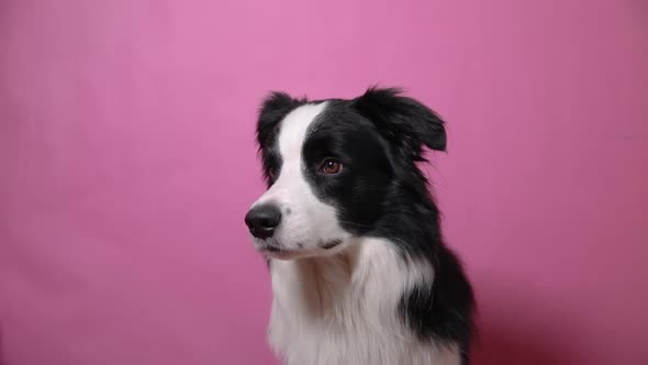 Funny Portrait of Cute Puppy Dog Border Collie Isolated on Pink Colorful Background alt