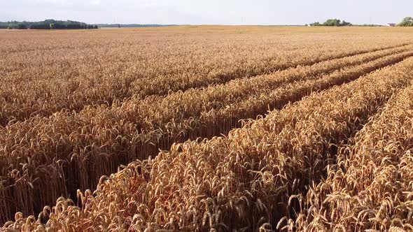 Endless golden wheat field during golden hour, low angle drone view alt
