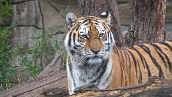 Siberian tiger walking. Tiger in the nature habitat.