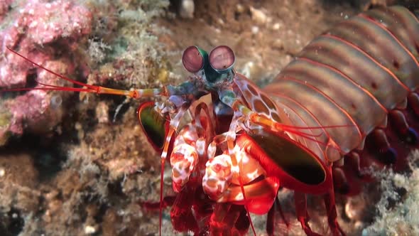 Smashing Mantis shrimp (Odontodactylus scyllarus0ing it's feet, close up shot alt