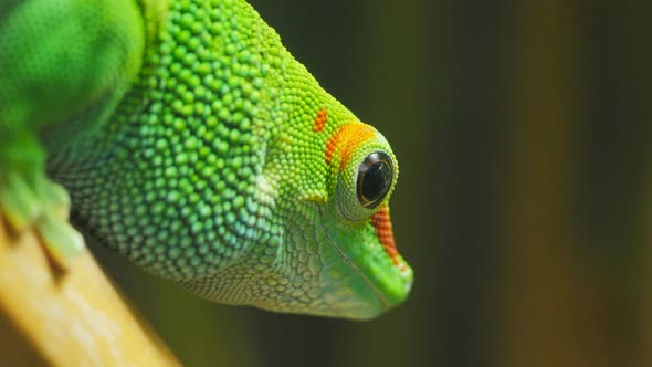 close up of a madagascar giant day gecko alt