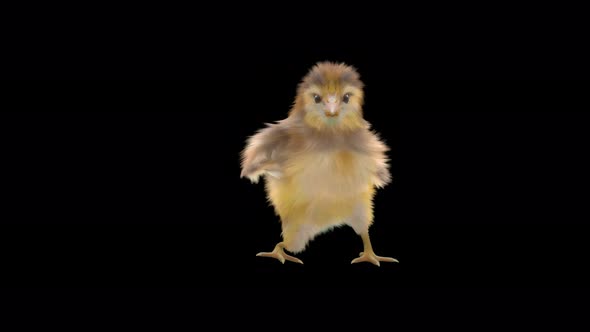 13 Baby Chicks Dancing 4K alt