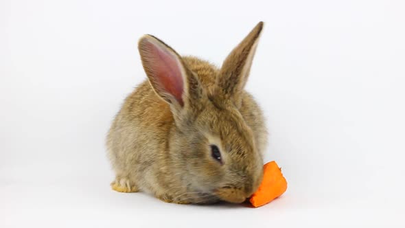 Little Fluffy Cute Brown Rabbit Sits and Eats Orange Fresh Carrots Closeup on a Gray Background in alt