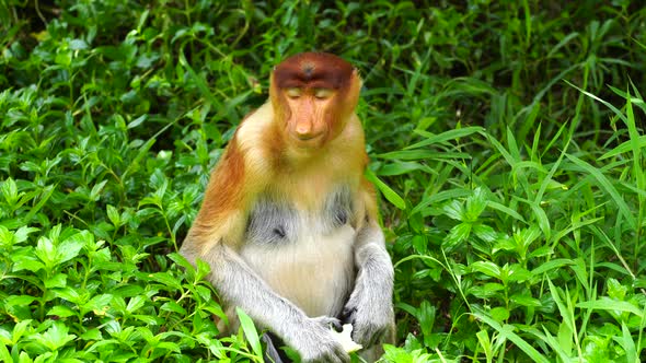 Wild Proboscis monkey or Nasalis larvatus, in rainforest of Borneo, Malaysia alt