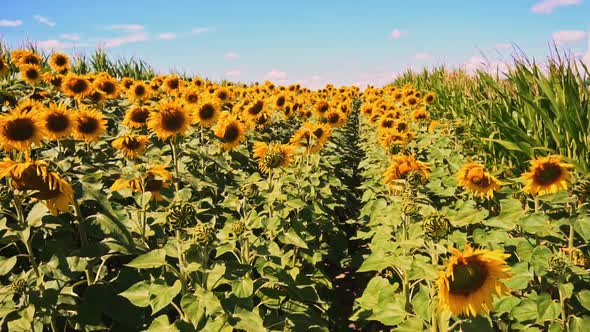 Sunflower field in a beautiful day. Agriculture. Aerial view of sunflowers. Taking sunflower bloom alt