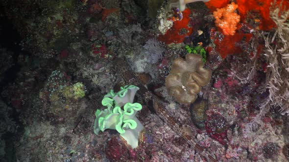 Epaulette Shark swimming over tropical reef. A Papuan Epaulette Shark swimming over a coral reef at alt