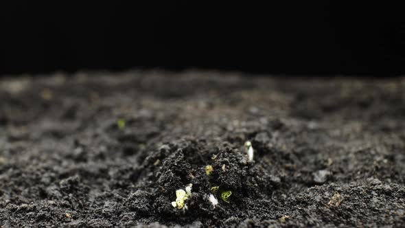 Growing Plants in Spring Timelapse, Sprouts Germination in Greenhouse, Forest alt