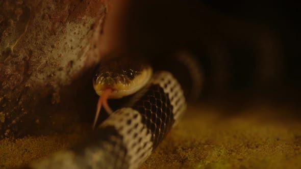 slow-motion of Close up Blue Krait snake ( Bungarus candidus)