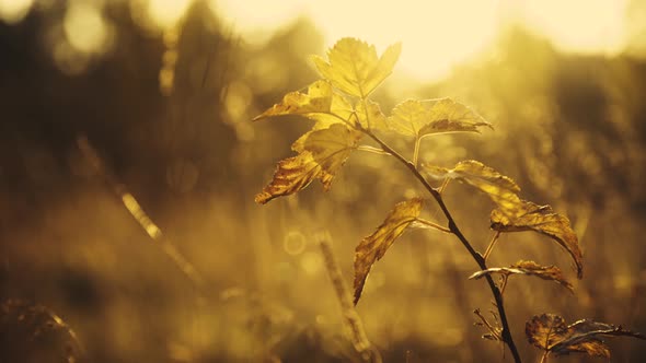 Close View of Wild Steppe Through Branch of Bush and Grass on Sun Blinks alt