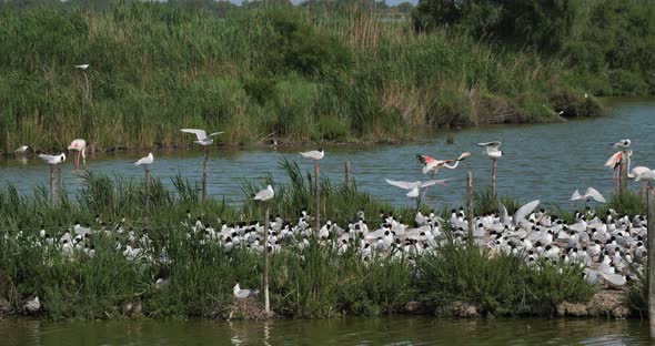 Greater flamingos and  flock of Mediterranean gull (Ichthyaetus melanocephalus) alt