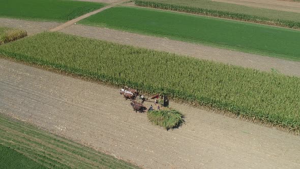 Amish Family Farm Harvesting it's Corn Crop  alt