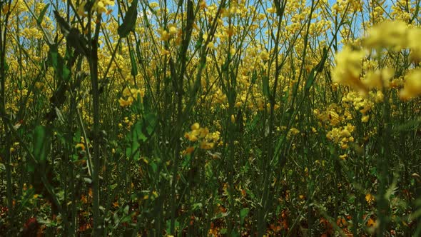Beautiful Rapeseed Fields alt