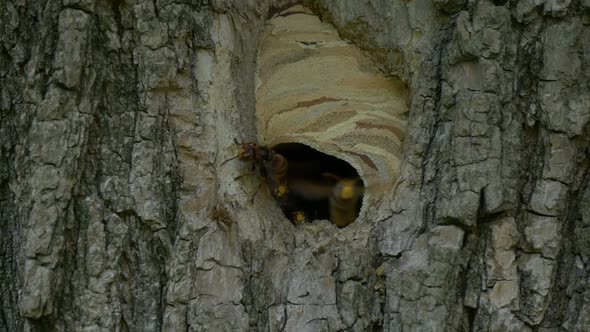 Hornet Fly Out Nest Slow Motion alt