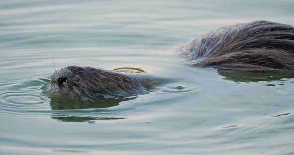 Coypu, Myocastor coypus, Camargue, Occitanie, France alt