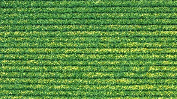An Aerial Shot of Soybean Field Ripening at Spring Season Agricultural Landscape alt