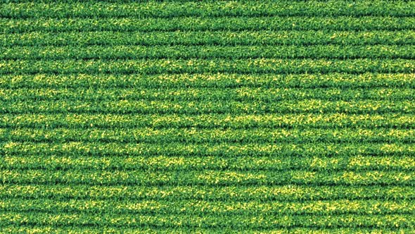 An Aerial Shot of Soybean Field Ripening at Spring Season Agricultural Landscape