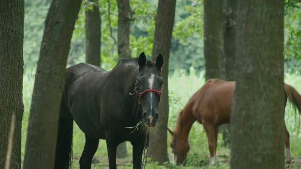 General and Closeup Shot of Horses Grazing in the Forest the Horse is Tied and Eating Grass alt