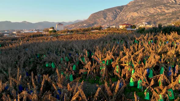 Dry Banana Plantations Aerial View 4 K Alanya Turkey alt