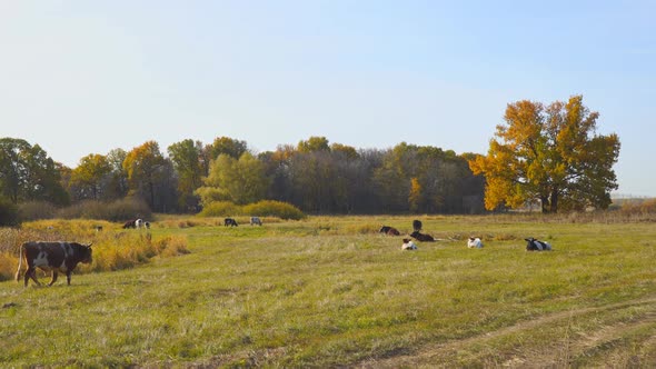 Cows Graze in an Autumn Meadow in Front of Forest on a Sunny Day alt
