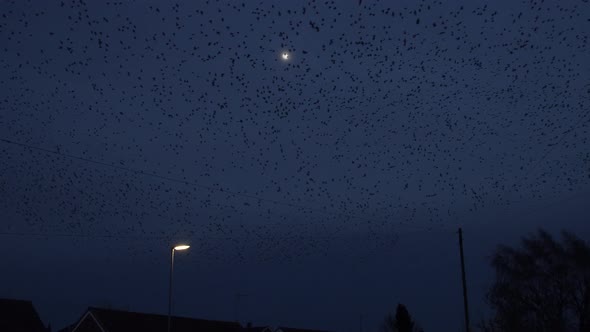 Murmuration Of Starlings Flies Overhead At Dusk