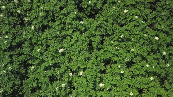 Aerial View of Blooming Potato Field at Summer Day