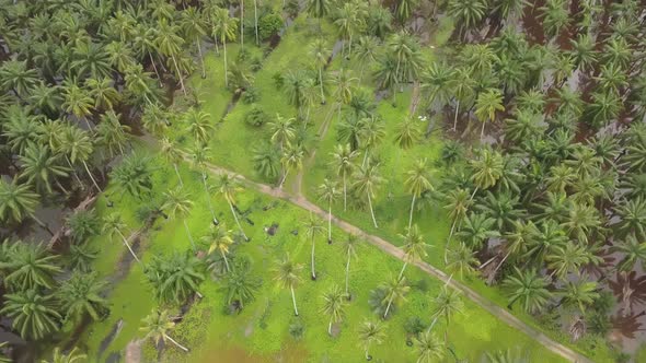 Top down view coconut farms and oil palm estate alt