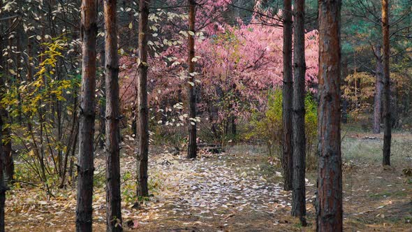 Pink Tree in Autumn Forest Background Motion Cam alt
