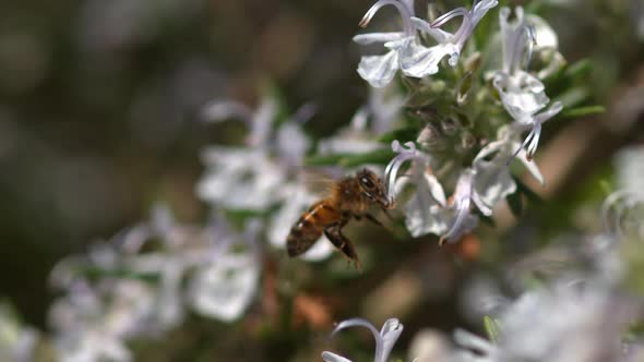 |European Honey Bee, apis mellifera, Bee in Flight, Foraging a Rosmary Flower, Pollinisation act alt