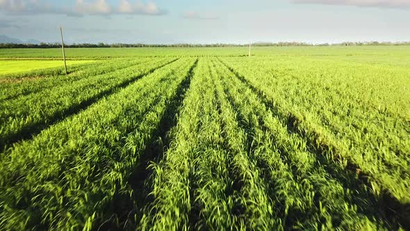 Drone flying low, straight and in-line with rows of sugarcane plants. alt
