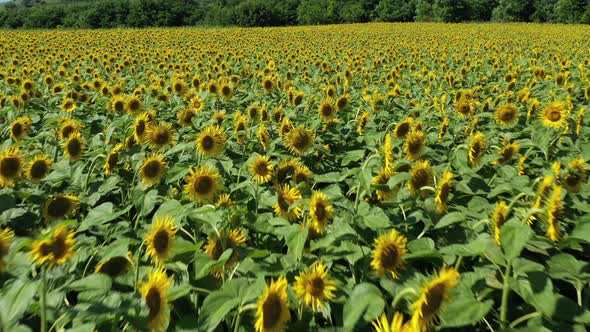 Sunflower Fields From Above alt