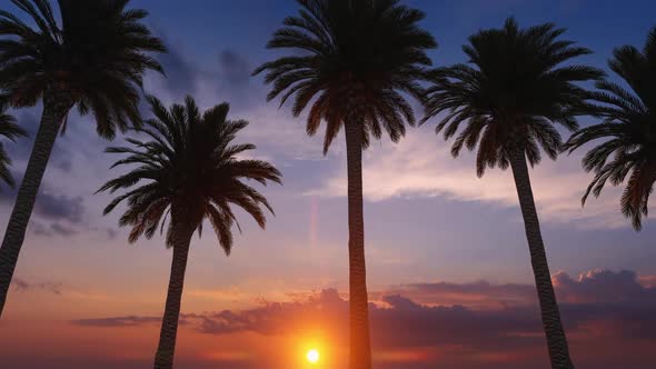 Palm Tree Row Sunset