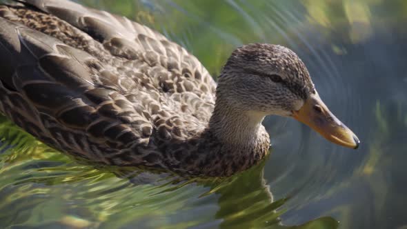 A Beautiful Gray Duck Swims on the Lake and Wiggles Its Legs