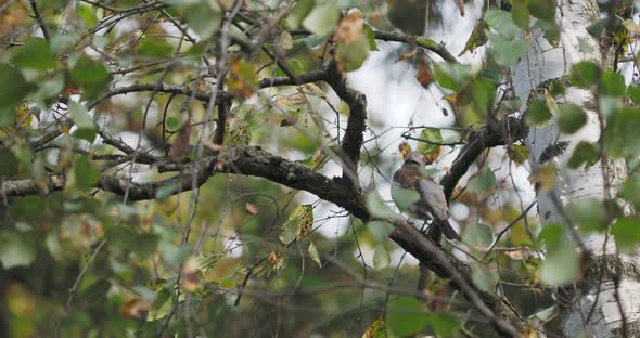 Snowbird or Fieldfare Cleans Its Feathers While Sitting on a Birch Branch alt