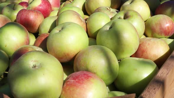 Fresh Apples Harvest on Autumn Sunny Day