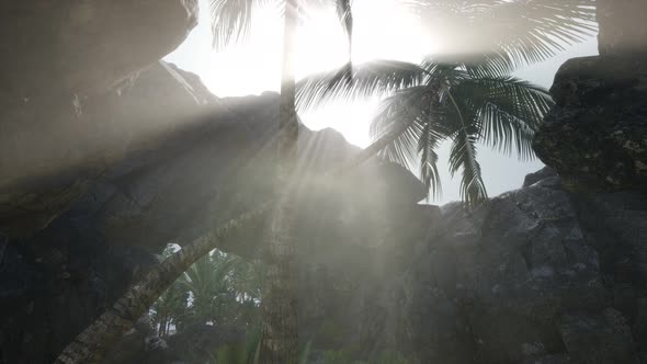 Big Palms in Stone Cave with Rays of Sunlight alt