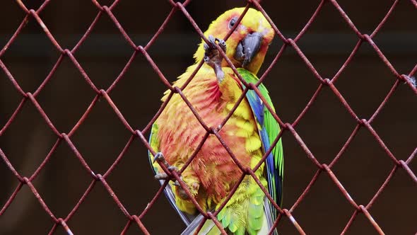 Colorful Little Parrot Perched On Wire Mesh Dreaming Of Freedom alt