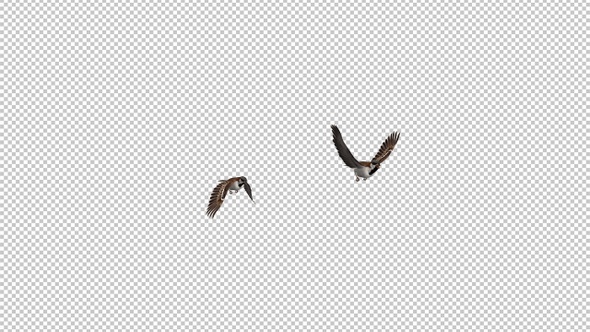 Sparrow Birds - 2 Flying Over Screen - Side Angle View - Transparent Transition - Alpha Channel