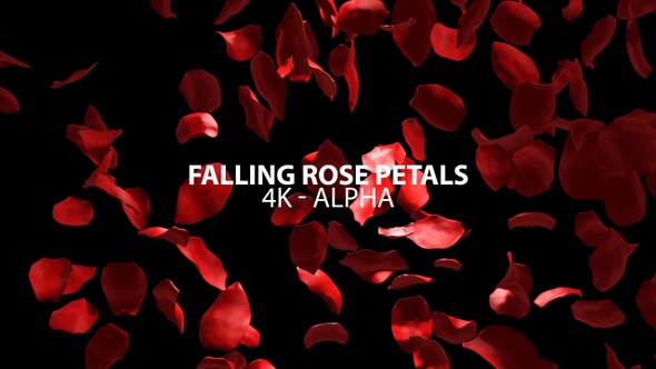 Falling Rose Petals 4K