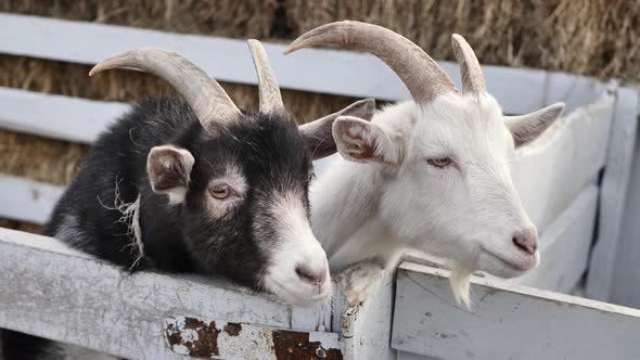 Black and White Goats in a Wooden Cage Outside in Winter