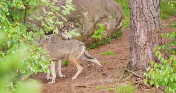 Wolves on Pathway in Forest alt