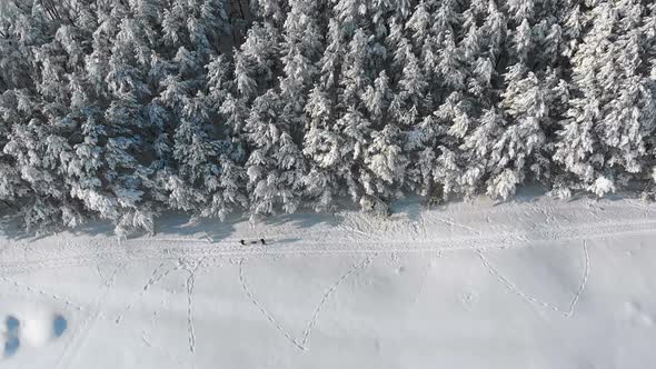 Aerial View on Winter Pine Forest and Snowy Path with People on a Sunny Day alt