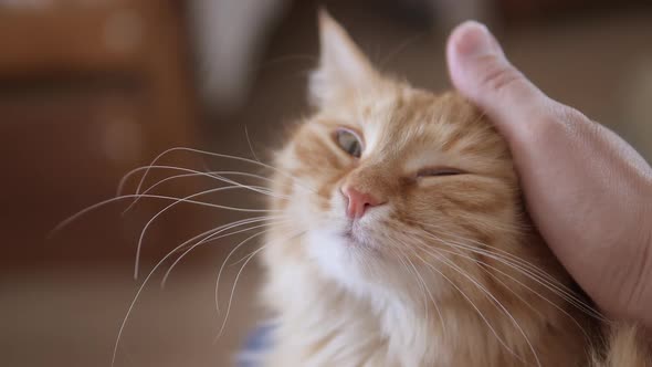 Man Strokes Cute Ginger Cat. Fluffy Pet Purrs with Pleasure. Cozy Home. alt