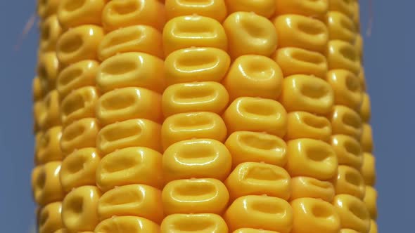 Closeup view on ready yellow corn. Above view