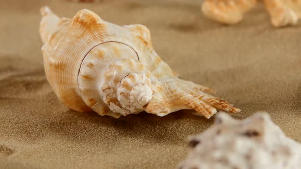 Side of Different Sea Shellsand Starfish on Beach Sand, Black, Rotation, Close Up, Macro alt