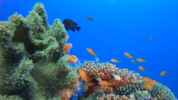 Tropical Coral Underwater Garden Life alt