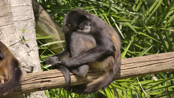 spider monkey uses tail for safety when relaxing in tree alt